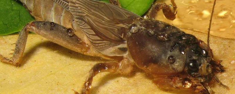 東北喇蛄養殖能成功嗎?喇蛄和小龍蝦什么區別