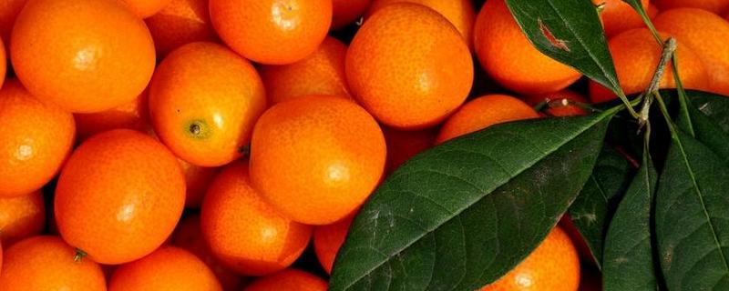 融安金桔多少一斤？為什么那么甜？和桂林金桔區別？