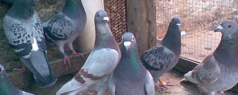 養(yǎng)1000對(duì)肉鴿投資多少？年利潤(rùn)多少？能賺多少錢(qián)？