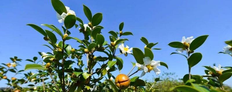 種油茶10畝地年收入，種油茶樹賺錢嗎，有補貼嗎？