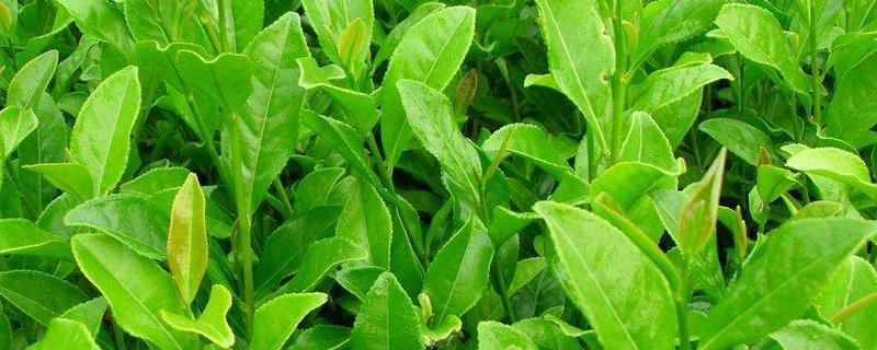 茶苗移栽最佳時間，移栽后多久施肥？怎么修剪管理？