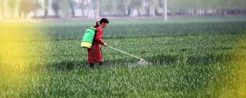 冬季麥田除草的最佳時(shí)間，小麥除野麥子最佳時(shí)間