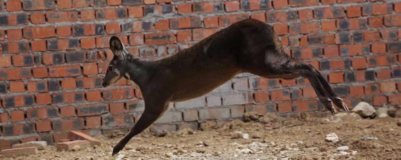 林麝養(yǎng)殖需要投資多少，林麝養(yǎng)殖需要什么手續(xù)