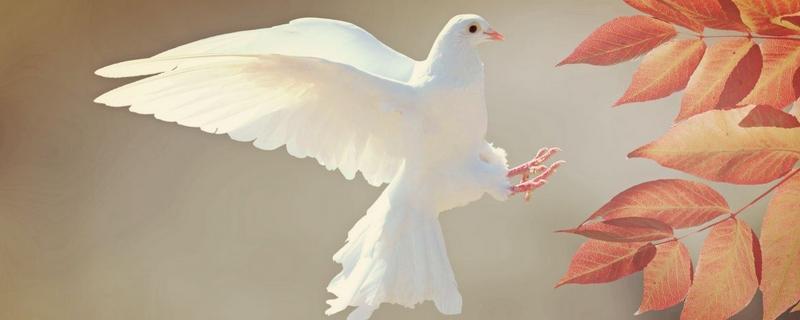 鴿子不能和什么水果一起吃？不能和什么食物吃？