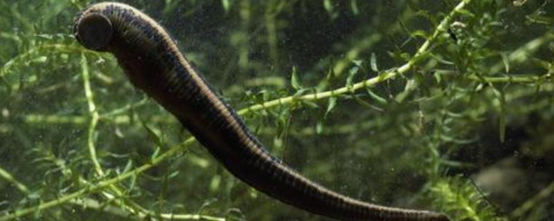 水蛭養(yǎng)殖成本一畝多少，養(yǎng)殖水蛭一年能掙多少