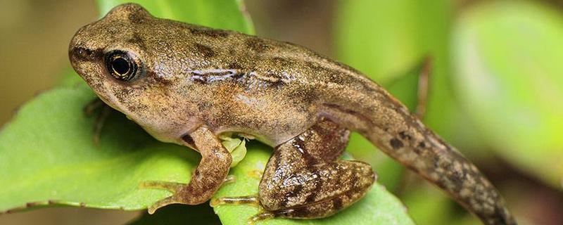 為什么養(yǎng)殖林蛙不掙錢，養(yǎng)殖林蛙需要什么條件，要辦什么手續(xù)