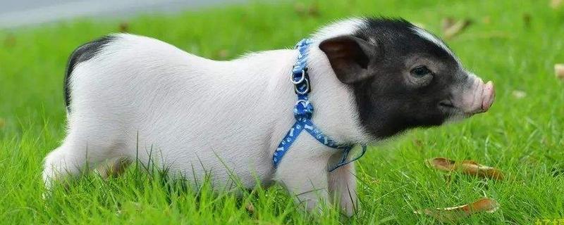 農村養殖什么利潤高，有哪些好的養殖業