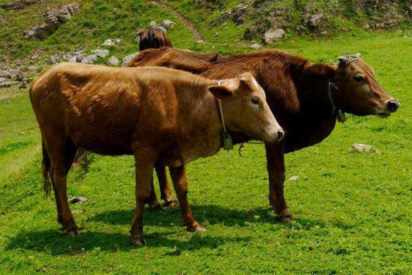 2020年養什么掙錢,2020年養殖什么最合適