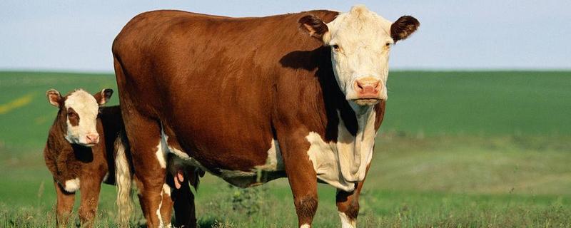 2020年養什么掙錢，2020年養殖什么最合適