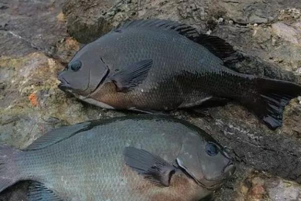 黑毛魚(yú)多少一斤？黑毛魚(yú)是什么魚(yú)？有什么營(yíng)養(yǎng)價(jià)值？