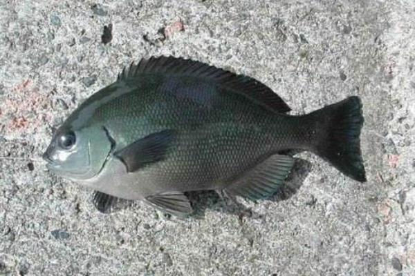 黑毛魚(yú)多少一斤？黑毛魚(yú)是什么魚(yú)？有什么營(yíng)養(yǎng)價(jià)值？