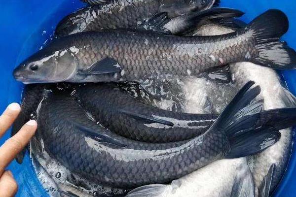 青魚為什么比草魚貴?它們的區(qū)別是什么?