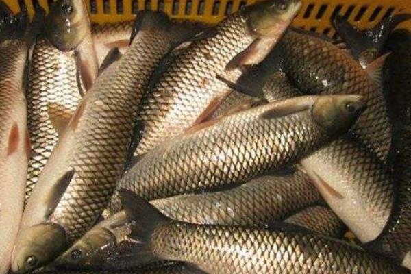 青魚為什么比草魚貴?它們的區(qū)別是什么?