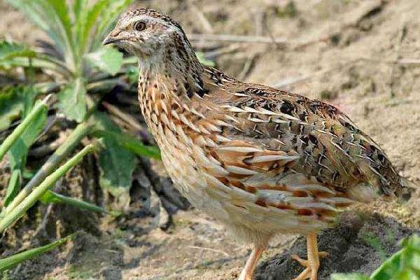 鵪鶉怎么殺才正確？殺的時候要不要放血？