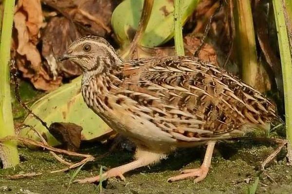 鵪鶉怎么殺才正確？殺的時候要不要放血？