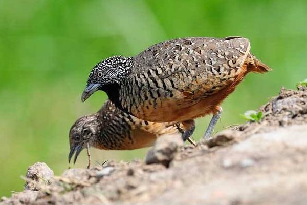 鵪鶉怎么殺才正確？殺的時候要不要放血？