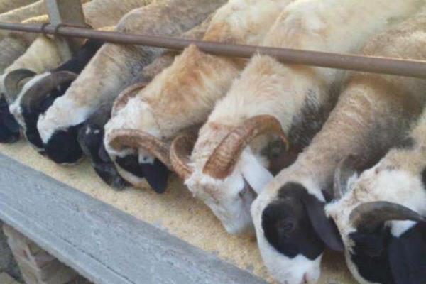 育肥羊的利潤與成本，利潤有多大？