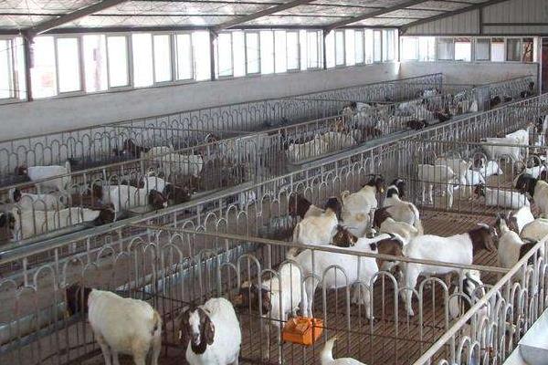 育肥羊的利潤與成本，利潤有多大？