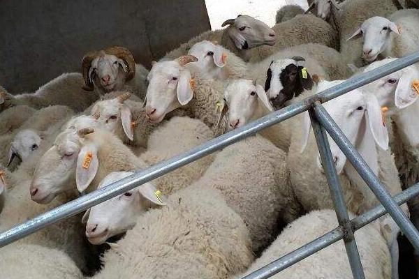 育肥羊的利潤與成本，利潤有多大？