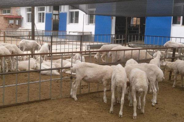 育肥羊的利潤與成本，利潤有多大？