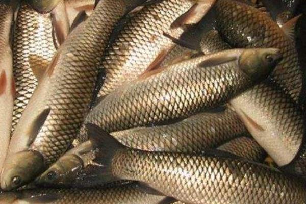 草魚養(yǎng)殖成本利潤計算,草魚養(yǎng)殖畝產(chǎn)多少斤