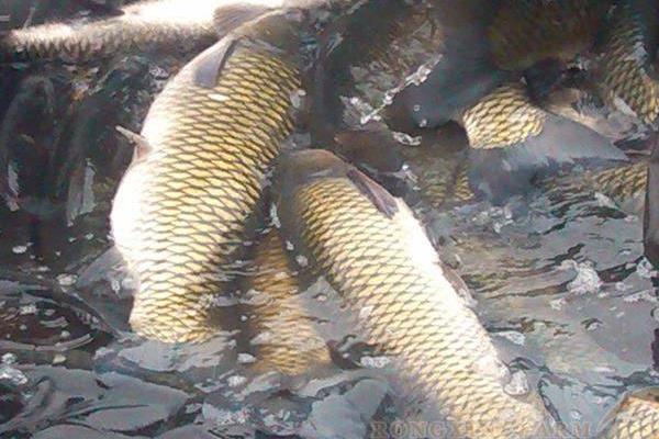 草魚養(yǎng)殖成本利潤計算,草魚養(yǎng)殖畝產(chǎn)多少斤