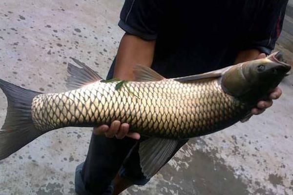 草魚養(yǎng)殖成本利潤計算,草魚養(yǎng)殖畝產(chǎn)多少斤