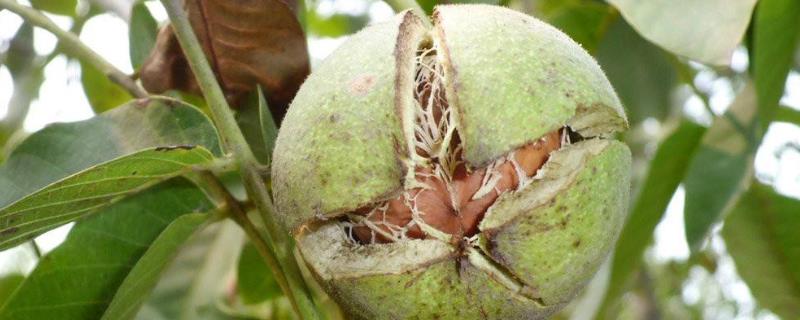 五畝核桃一年收入多少，附核桃種植條件（適宜的地區）