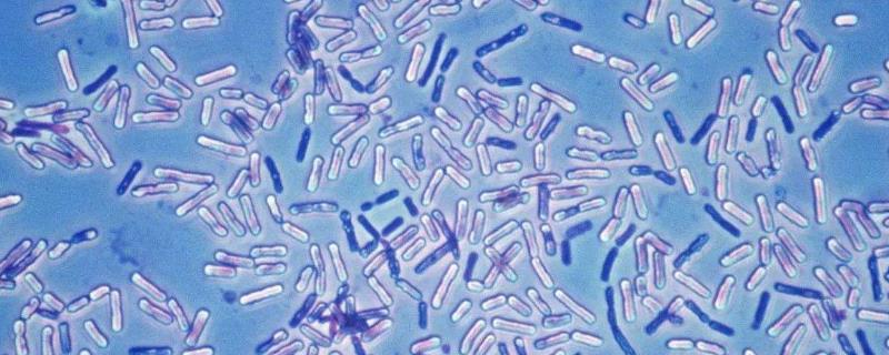 枯草芽孢桿菌最怕什么？附作用與禁忌及介紹