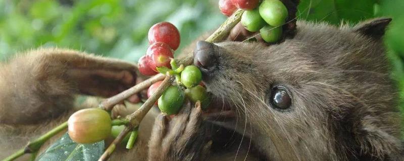 果子貍宰殺方法，果子貍是什么動物