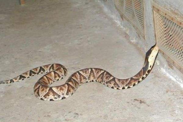 銀環蛇和五步蛇誰更毒，和眼鏡蛇相比呢？