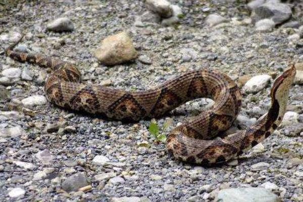 銀環蛇和五步蛇誰更毒，和眼鏡蛇相比呢？