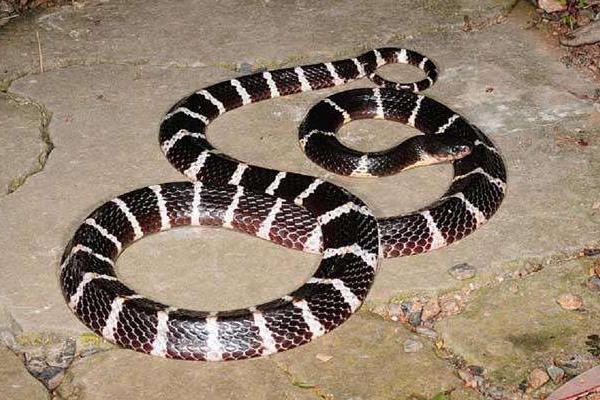 銀環蛇和五步蛇誰更毒，和眼鏡蛇相比呢？