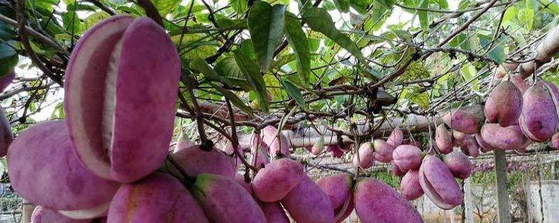 八月瓜有銷路嗎，八月瓜樹苗價格，八月瓜種植是騙局嗎