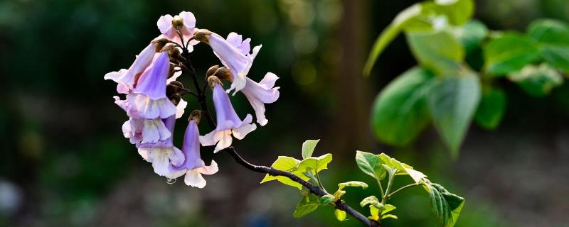 泡桐是什么樹，主要用來做什么