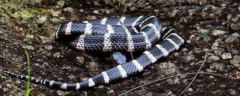 銀環蛇和五步蛇誰更毒，和眼鏡蛇相比呢？