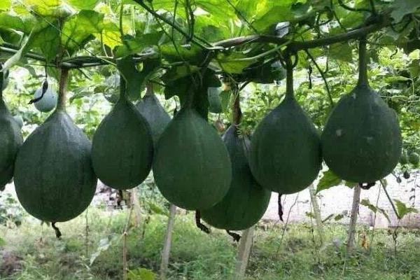 瓜蔞種植技術及畝收益,附成本計算