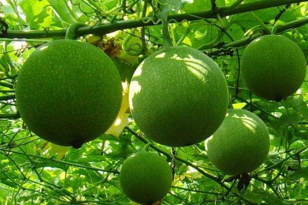 瓜蔞種植技術及畝收益,附成本計算