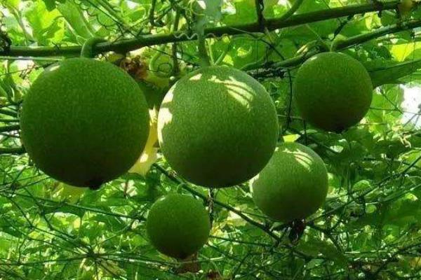 瓜蔞種植技術及畝收益,附成本計算