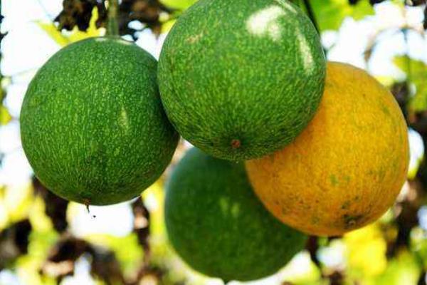 瓜蔞種植技術及畝收益,附成本計算