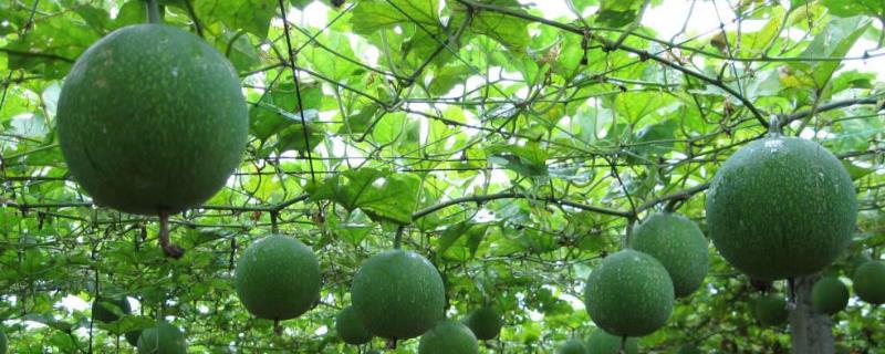 瓜蔞種植技術及畝收益,附成本計算