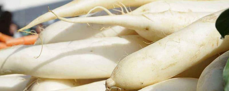 白蘿卜發(fā)青了還能吃嗎（是怎么回事），發(fā)芽了還能吃嗎