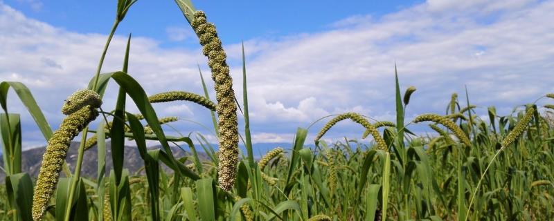 化肥行業(yè)發(fā)展趨勢(shì)，目前主要問(wèn)題有哪些