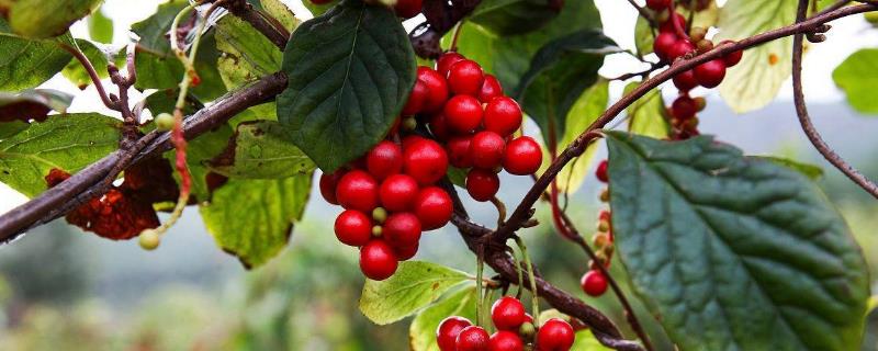 五味子種植有風險嗎？種植一畝地能掙多少錢