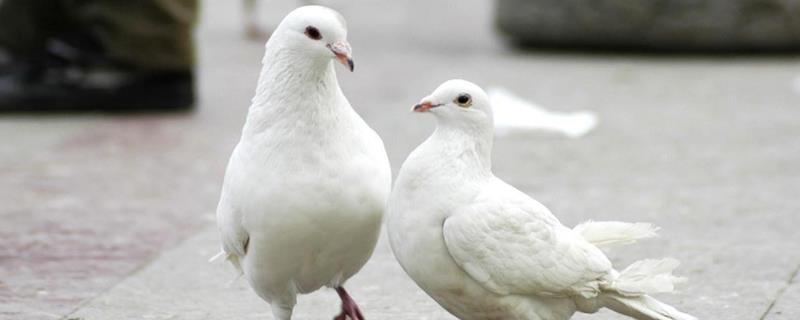 什么家禽生長周期最短，好養又賺錢