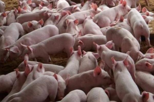 農民自配豬飼料配方，附各階段詳細配方