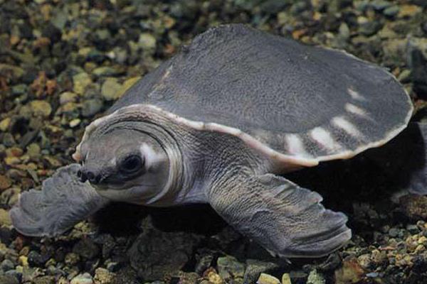 養(yǎng)豬鼻龜有什么寓意？豬鼻龜是保護(hù)動(dòng)物嗎？