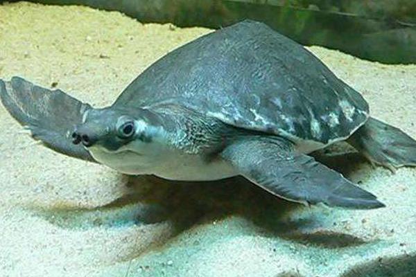 養(yǎng)豬鼻龜有什么寓意？豬鼻龜是保護(hù)動(dòng)物嗎？