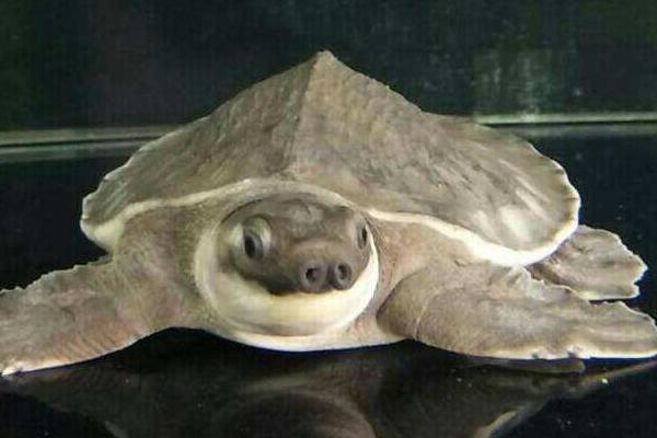 養(yǎng)豬鼻龜有什么寓意？豬鼻龜是保護(hù)動(dòng)物嗎？