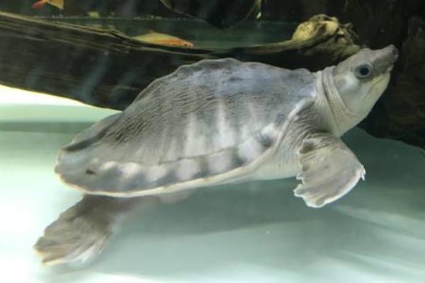 養(yǎng)豬鼻龜有什么寓意？豬鼻龜是保護(hù)動(dòng)物嗎？